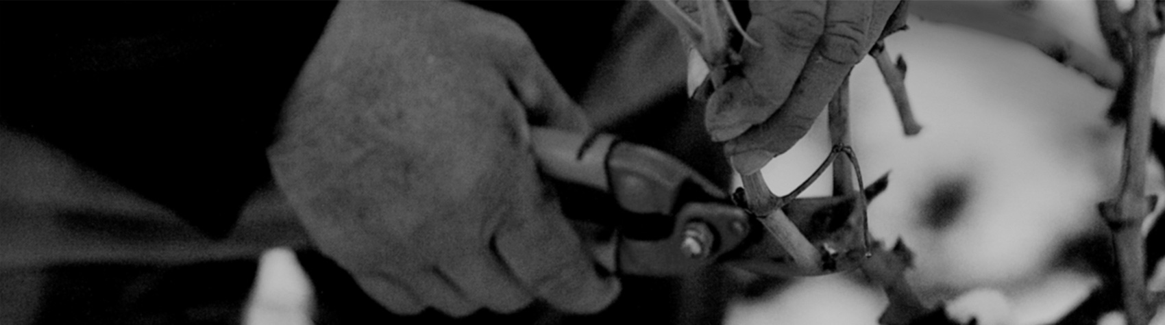 Viticultors elaboradors